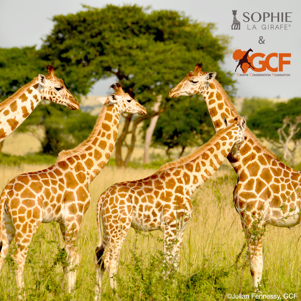Sophie la girafe® X GCF "Save the Giraffes" Set